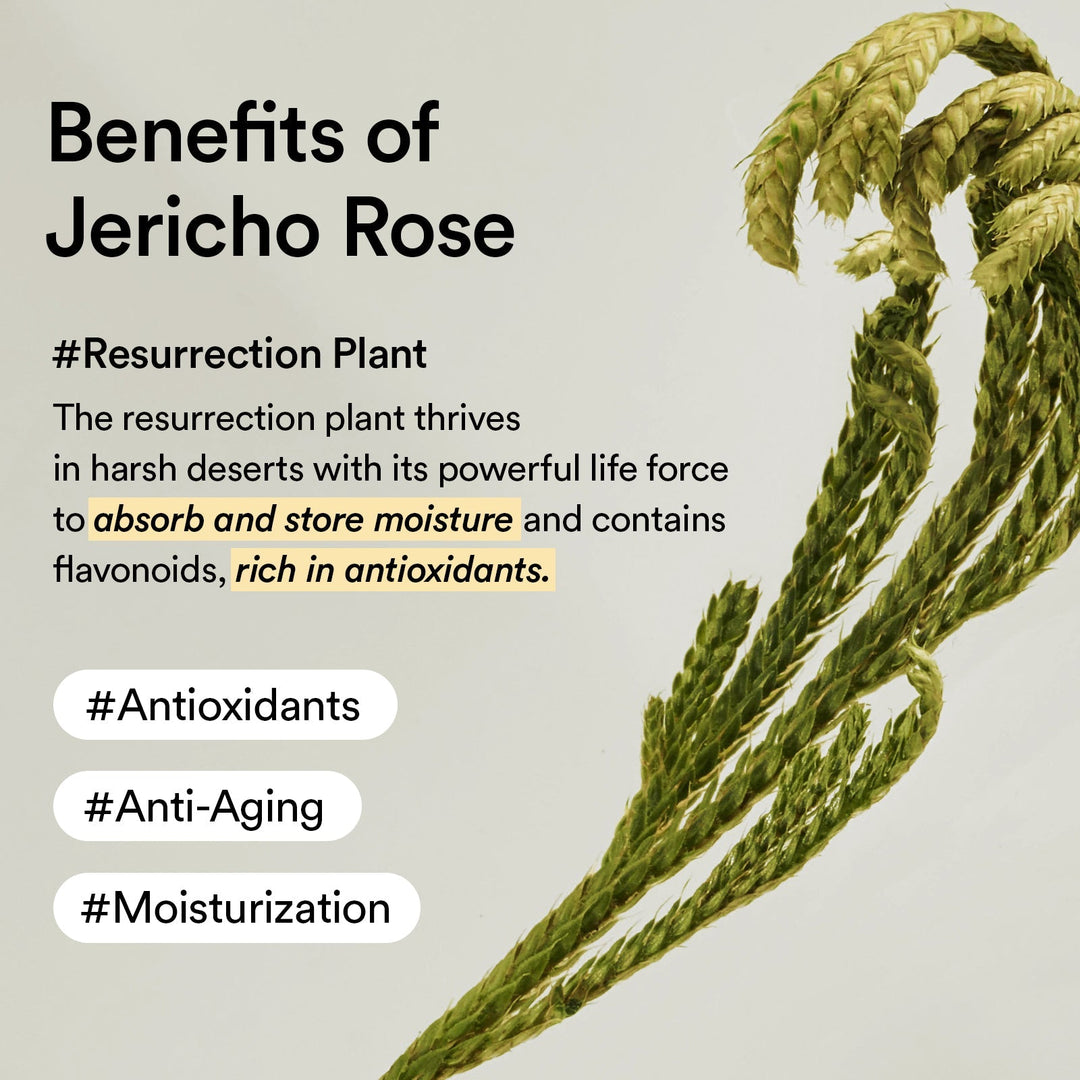 Jericho Rose Cream Nutrition Tube