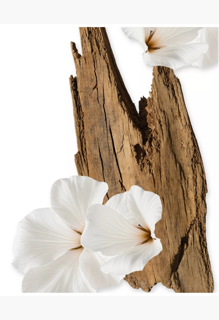 GLAM MODA Valaya body cream aesthetic display with white flowers and textured wood bark on a white background