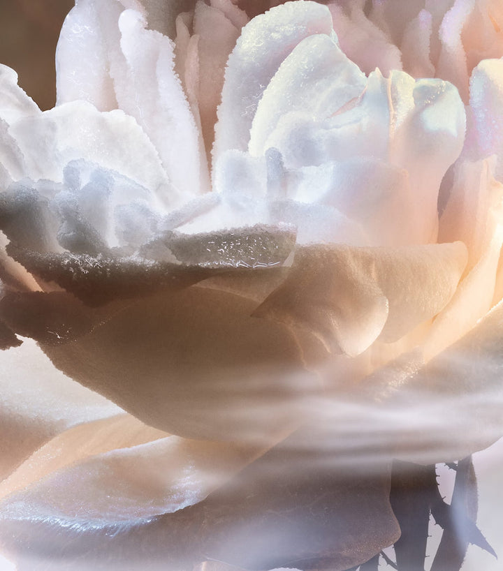 Absolue Not Your Rose Eau de Parfum - GLAM MODA