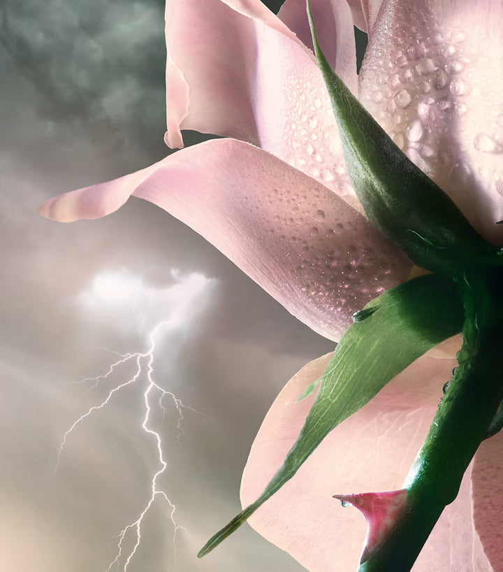 Absolue Storm & Roses Eau de Parfum - GLAM MODA