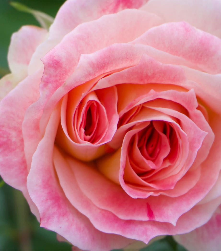 Rose Saltifolia Eau de Parfum - GLAM MODA