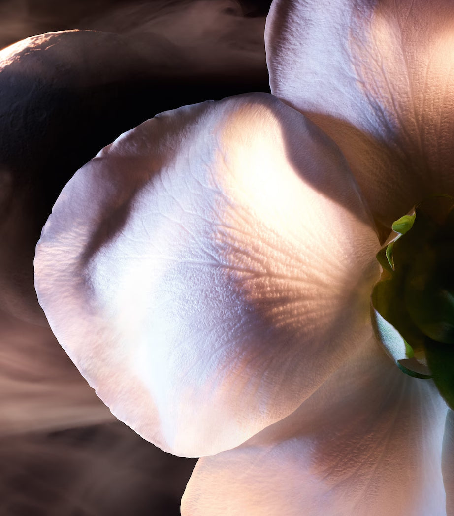 Absolue Rose On The Moon Eau de Parfum - GLAM MODA