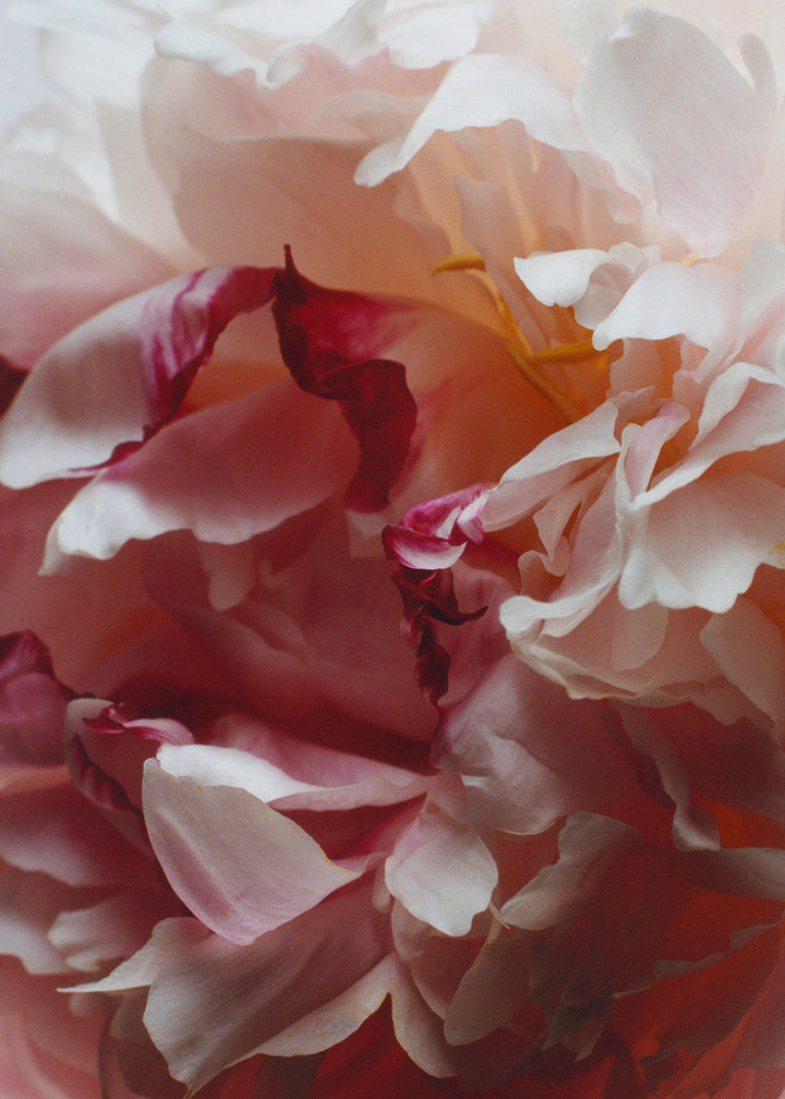 Peony & Blush Suede cologne - GLAM MODA