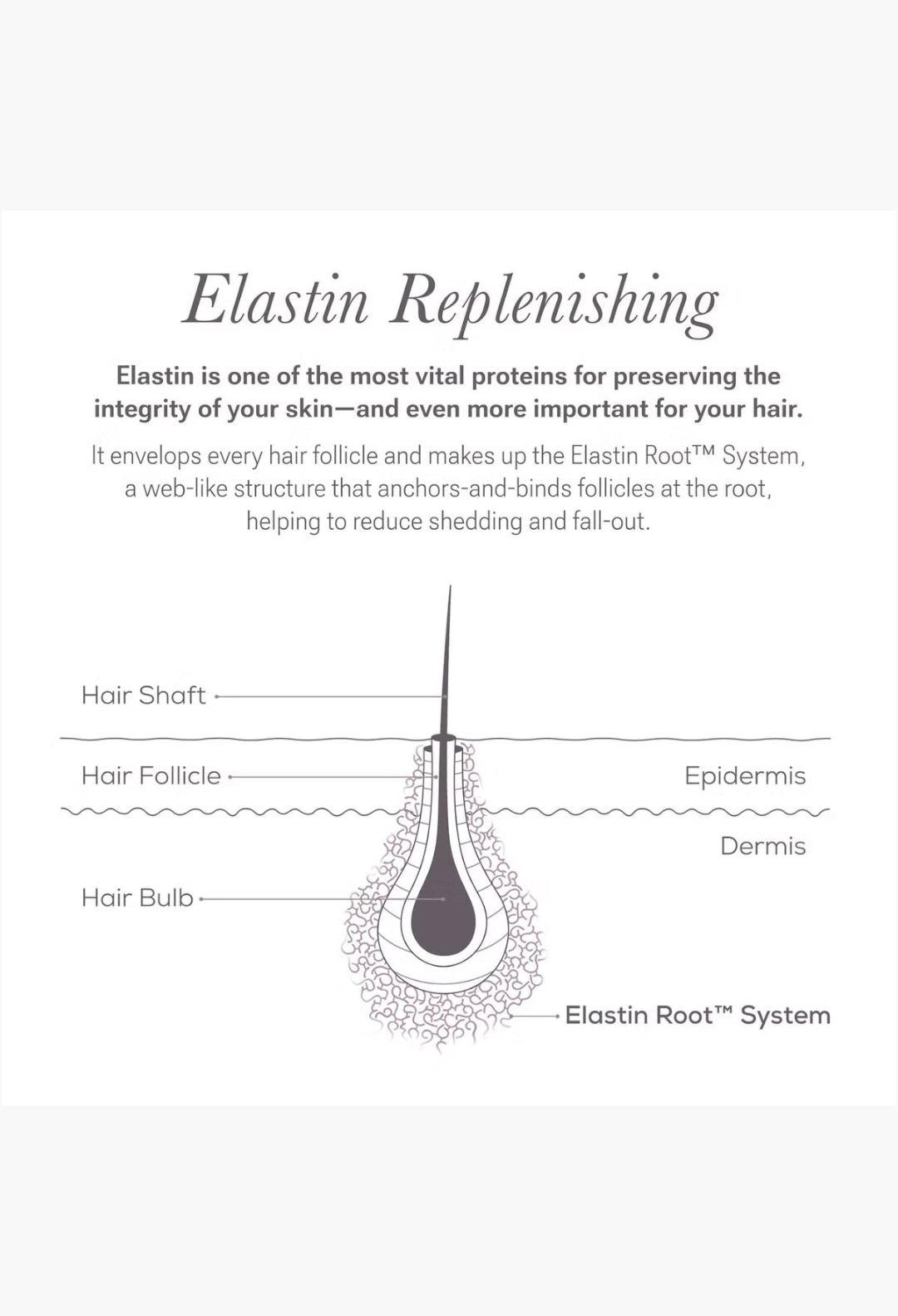 GLAM MODA diagram showing the Elastin Root System anchoring a hair follicle in the skin layers to reduce shedding.